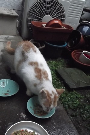 茶ブチ0918