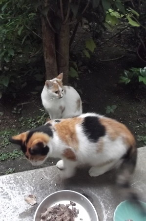 茶ブチ&子ネコ0929
