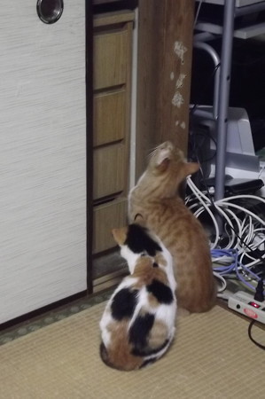 チグ&ミーシャ1027