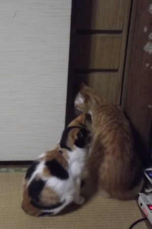 チグ&ミーシャ1027