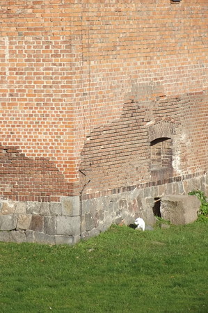 マルボルク城のネコ1206