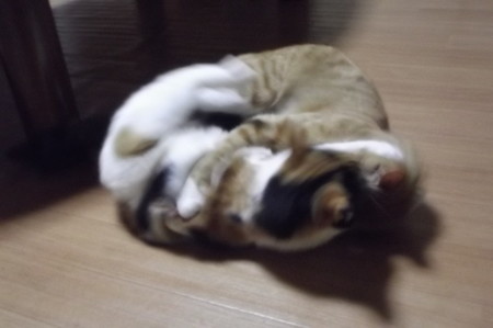 チグラーシャ&ミーシャ1226