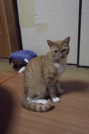 チグラーシャ1229
