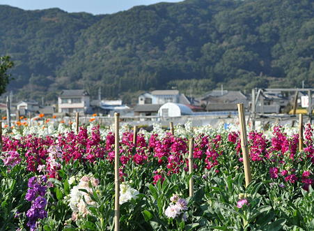 tiba_tikura1