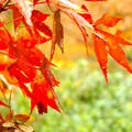 DSCF5851s-