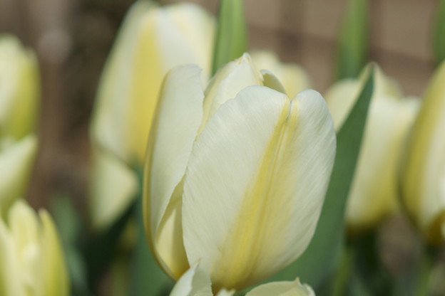 tulip♪