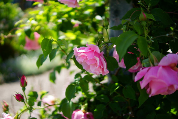 DSC08420