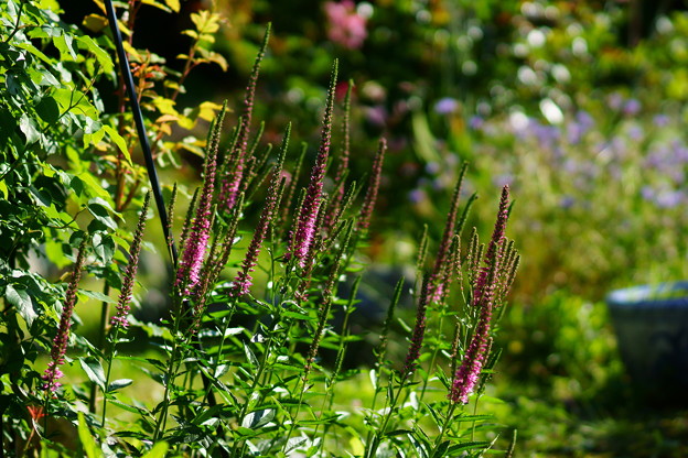 DSC09534