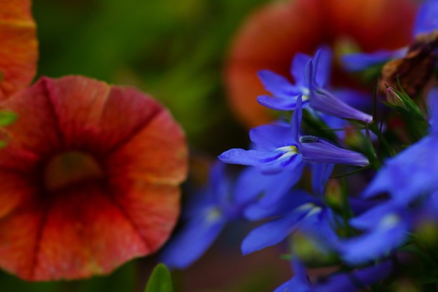 夏の花♪