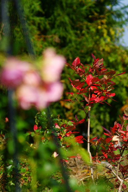 ブルーベリー紅葉