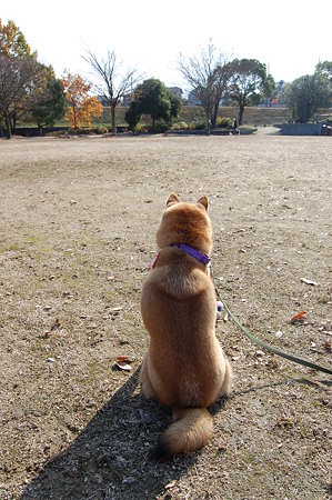 2009_11300024