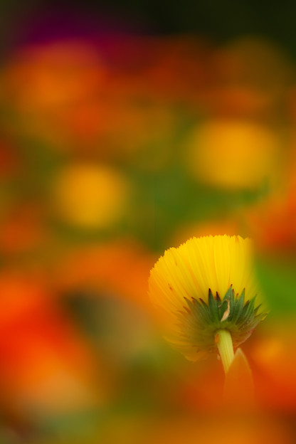 黄色いお花