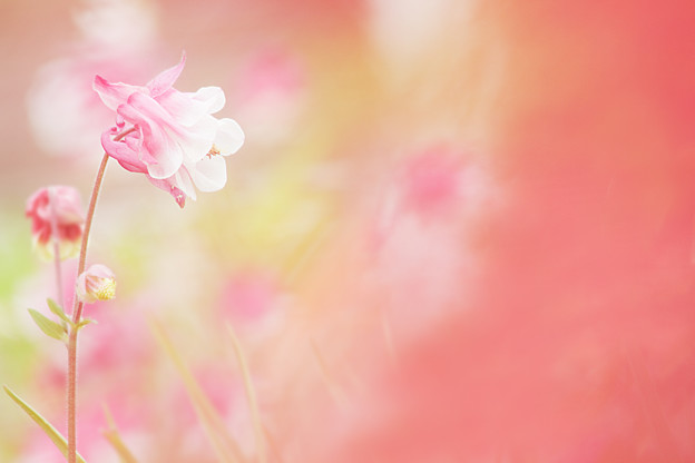 赤いモヤと花