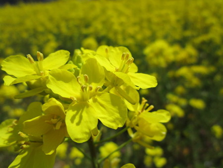 菜の花