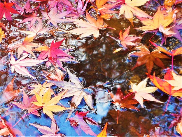 初冬の風と水のﾊｰﾓﾆｰ＠紅い落ち葉たち＠瑠璃山