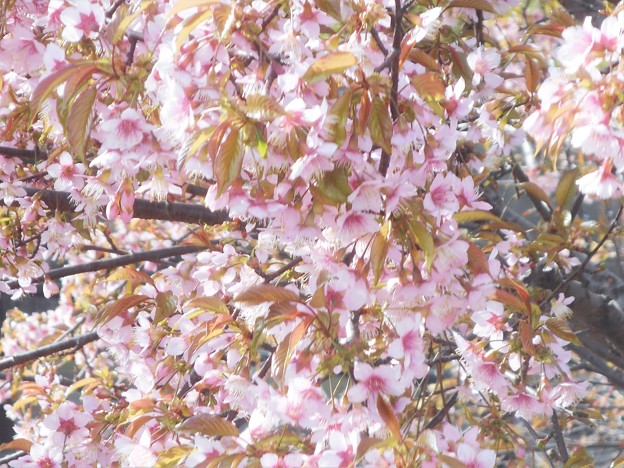 冬桜が満開