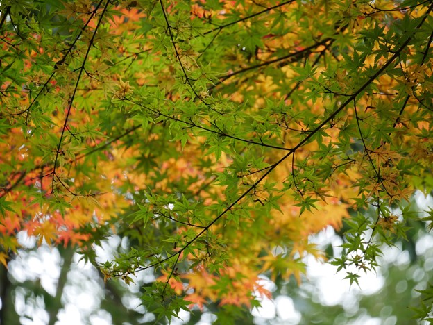 写真: 6