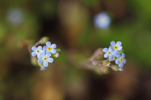 キュウリグサ 胡瓜草 写真共有サイト フォト蔵