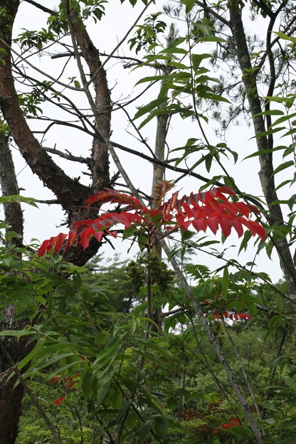 夏に赤い葉のヤマウルシ（山漆）　ウルシ科