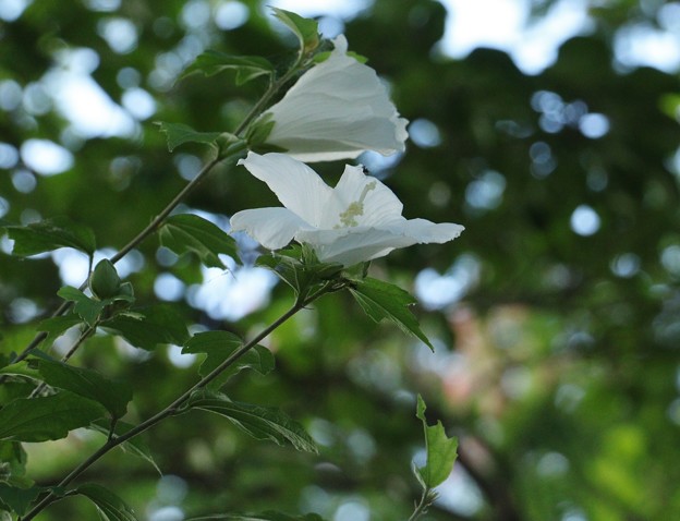 ムクゲ（木槿）　アオイ科　白花