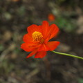 コスモス_公園 F0396