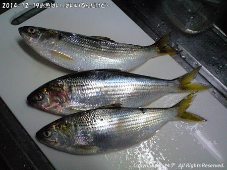 2014-12-19お魚はいっぱいいるんだけど・・・ (6)