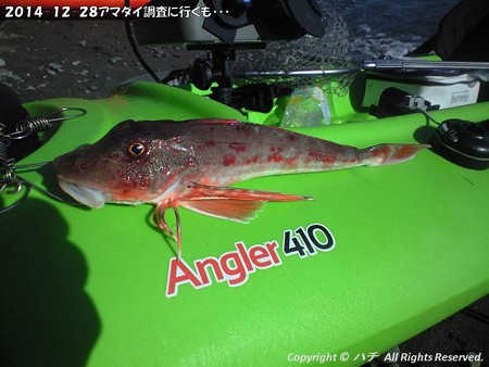 2014-12-28アマダイ調査に行くも・・・ (4)