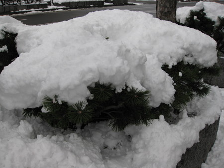 15日の積雪