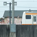 桜とJR五日市線２