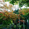 神奈川県　宮ケ瀬湖の紅葉３