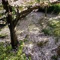 花びら