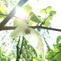 白いハンカチ  - - -花の下で--