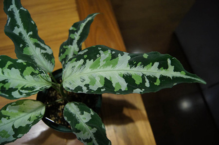resize7638