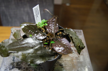 DSC00731