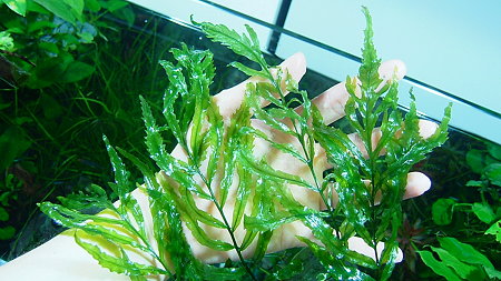 DSCF4074