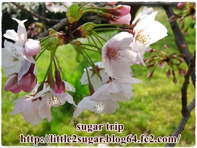 2017千葉大の桜1