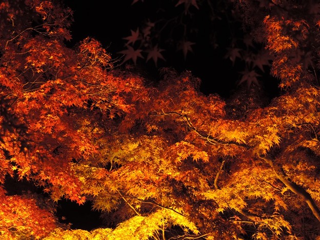 紅葉の夜景