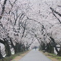雨の桜並木
