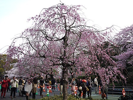 花見事情 2011