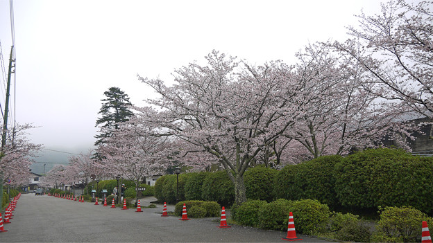 錦帯橋・微古館前の桜並木
