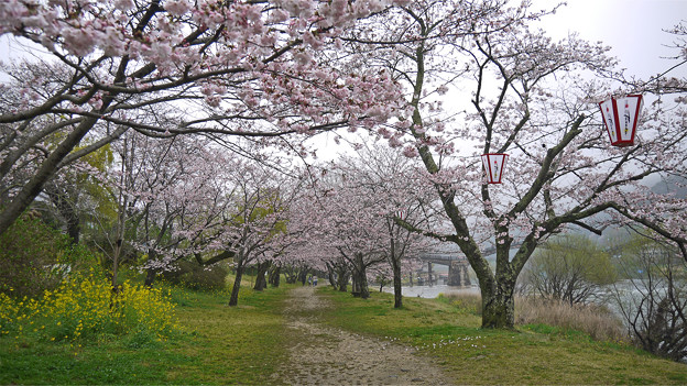 桜の錦帯橋。曇り・・・(19)