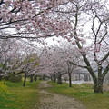 桜の錦帯橋。曇り・・・(19)