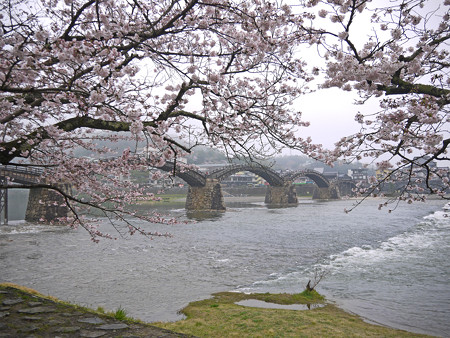 桜の錦帯橋。曇り・・・(16)