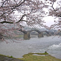 桜の錦帯橋。曇り・・・(16)