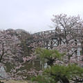 桜の錦帯橋。曇り・・・(13)