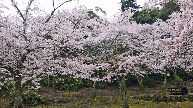 宮島・桃林の桜(2)