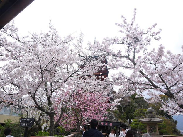 宮島・五重塔の桜