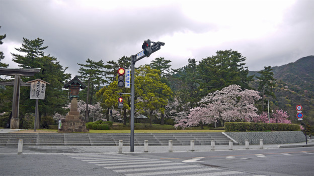 出雲大社(2)勢溜右手の桜