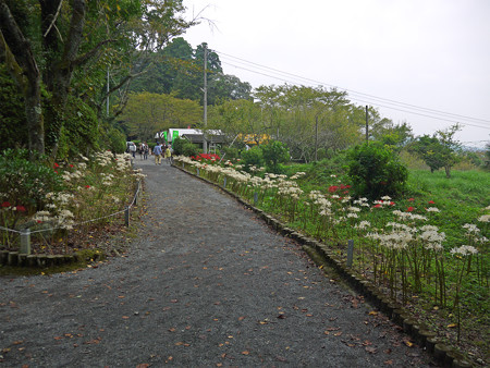 不老山正光寺・白い彼岸花まつり(8)