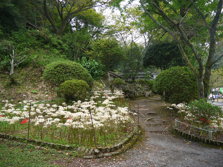 不老山正光寺・白い彼岸花まつり(7)